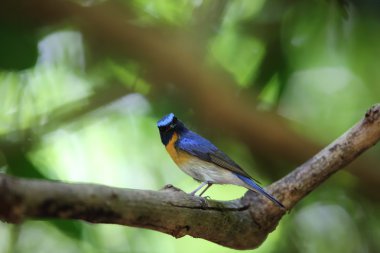 Tickell 'in mavi sinekkapanı (Cyornis tickelliae), sinekkapan familyasından küçük bir kuş türü..
