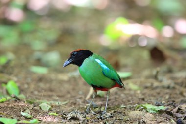 Kukuletalı pide (pide sordida) Kaengkrachan Milli Parkı, Tayland