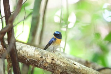 Tickell 'in mavi sinekkapanı (Cyornis tickelliae), sinekkapan familyasından küçük bir kuş türü..
