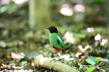 Kukuletalı pide (pide sordida) Kaengkrachan Milli Parkı, Tayland