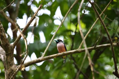 Siyah-sarı geniş gagalı, tipik bir geniş gagalı kuş türüdür. Bu fotoğraf Tayland 'da çekildi..