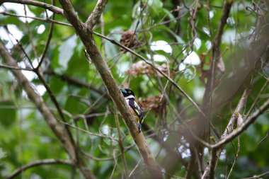 Siyah-sarı geniş gagalı, tipik bir geniş gagalı kuş türüdür. Bu fotoğraf Tayland 'da çekildi..
