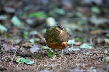 Yeşil ayaklı keklik (Arborophila chloropus) Tayland