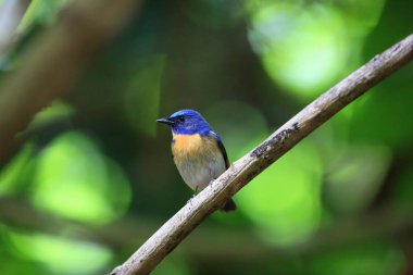 Tickell 'in mavi sinekkapanı (Cyornis tickelliae), sinekkapan familyasından küçük bir kuş türü..