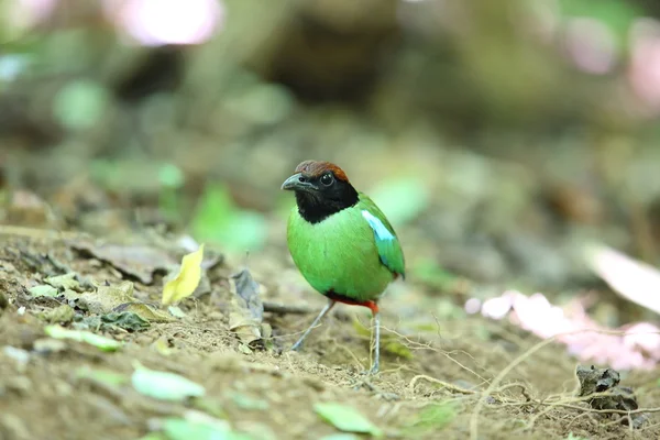 Hooded Pitta (Pitta sordida) in Kaengkrachan National Park, Thailand — Stock Photo, Image