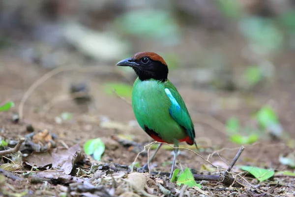 Pitta com capuz (Pitta sordida) no Parque Nacional Kaengkrachan, Tailândia — Fotografia de Stock