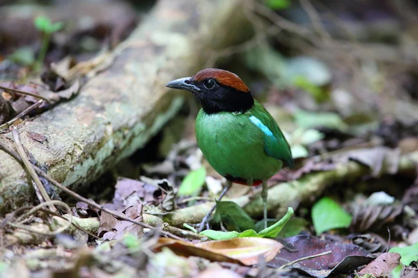 Hooded pitta (Pitta sordida) i Kaengkrachan National Park, Thailand — Stockfoto