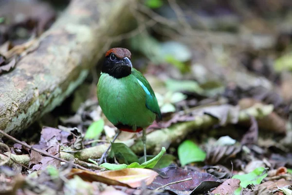 Z kapturem pitta (Pitta sordida) w Kaengkrachan National Park, Tajlandia — Zdjęcie stockowe