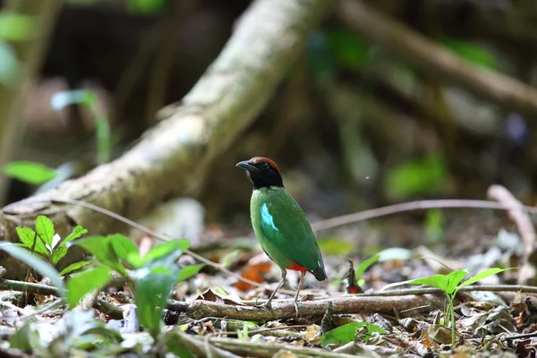 Pitta com capuz (Pitta sordida) no Parque Nacional Kaengkrachan, Tailândia — Fotografia de Stock