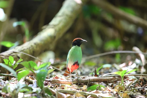 Hooded pitta (Pitta sordida) i Kaengkrachan National Park, Thailand — Stockfoto