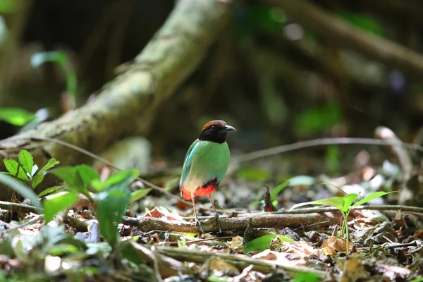 Hooded pitta (Pitta sordida) i Kaengkrachan National Park, Thailand — Stockfoto