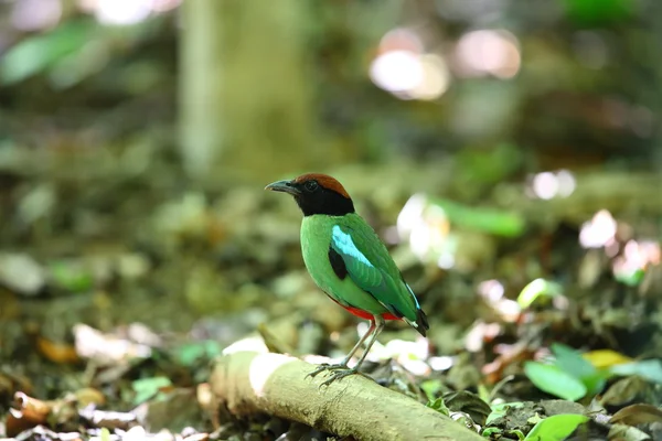 Hooded pitta (Pitta sordida) i Kaengkrachan National Park, Thailand — Stockfoto