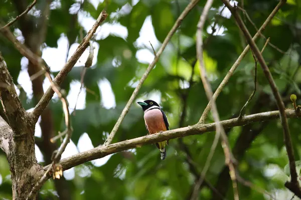 Siyah-sarı geniş gagalı, tipik bir geniş gagalı kuş türüdür. Bu fotoğraf Tayland 'da çekildi..