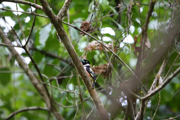Siyah-sarı geniş gagalı, tipik bir geniş gagalı kuş türüdür. Bu fotoğraf Tayland 'da çekildi..