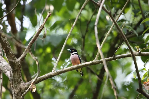 Siyah-sarı geniş gagalı, tipik bir geniş gagalı kuş türüdür. Bu fotoğraf Tayland 'da çekildi..