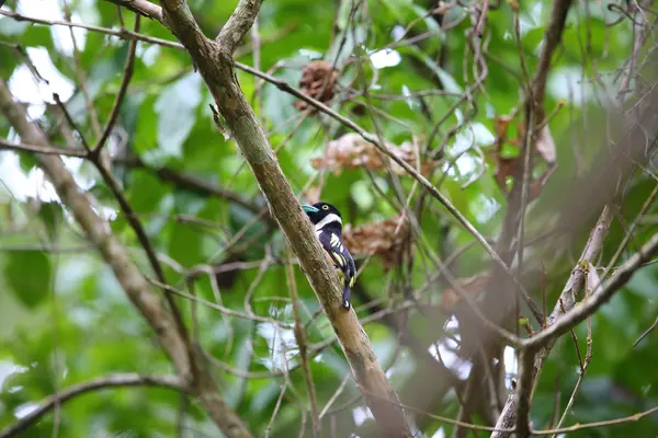 Siyah-sarı geniş gagalı, tipik bir geniş gagalı kuş türüdür. Bu fotoğraf Tayland 'da çekildi..