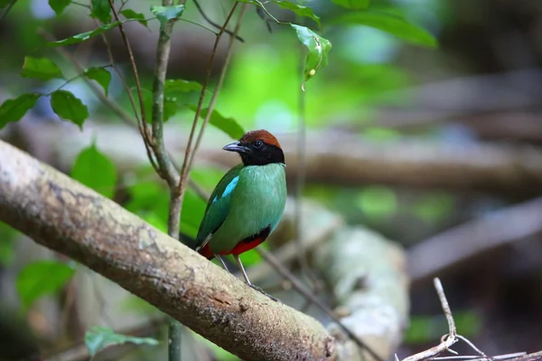 Pitta à capuchon (Pitta sordida) dans le parc national Kaengkrachan, Thaïlande — Photo