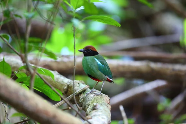 Hætteklædte pitta (Pitta sordida) i Kaengkrachan National Park, Thailand - Stock-foto