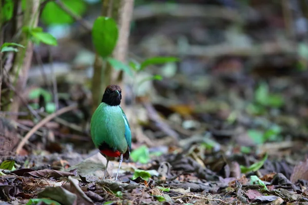 Z kapturem pitta (Pitta sordida) w Kaengkrachan National Park, Tajlandia — Zdjęcie stockowe