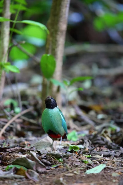 Hooded Pitta (Pitta sordida) in Kaengkrachan National Park, Thailand — Stock Photo, Image