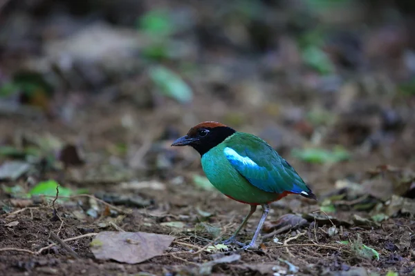 Hooded Pitta (Pitta sordida) in Kaengkrachan National Park, Thailand — Stock Photo, Image