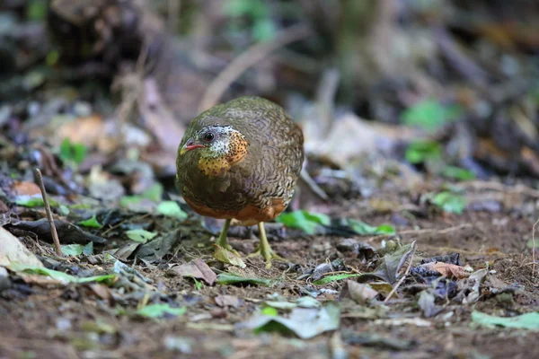 Green legged partridge (Arborophila chloropus) w Tajlandii — Zdjęcie stockowe