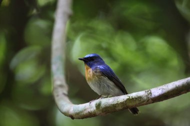 Tickell 'in mavi sinekkapanı (Cyornis tickelliae), sinekkapan familyasından küçük bir kuş türü..