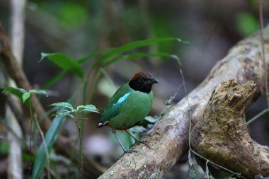 Kukuletalı pide (pide sordida) Kaengkrachan Milli Parkı, Tayland