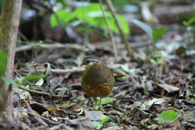 Yeşil ayaklı keklik (Arborophila chloropus) Tayland