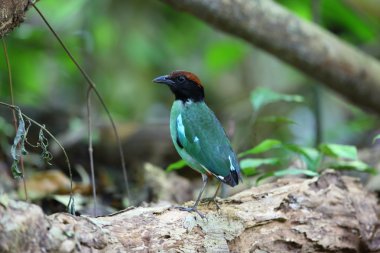 Kukuletalı pide (pide sordida) Kaengkrachan Milli Parkı, Tayland