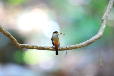 Gümüş göğüslü kılıç (Serilophus lunatus) Kaengkrachan Milli Parkı, Tayland