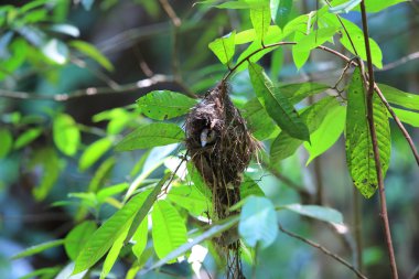 Gümüş göğüslü kılıç (Serilophus lunatus) Kaengkrachan Milli Parkı, Tayland