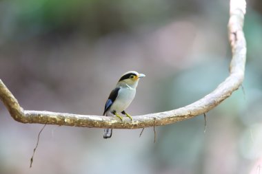 Gümüş göğüslü kılıç (Serilophus lunatus) Kaengkrachan Milli Parkı, Tayland