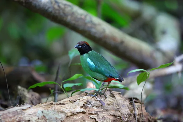 Pitta com capuz (Pitta sordida) no Parque Nacional Kaengkrachan, Tailândia — Fotografia de Stock