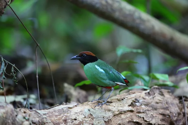 Hooded pitta (Pitta sordida) i Kaengkrachan National Park, Thailand — Stockfoto