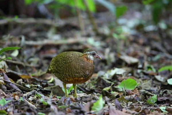 Zelená legged koroptví (Arborophila chloropus) v Thajsku — Stock fotografie