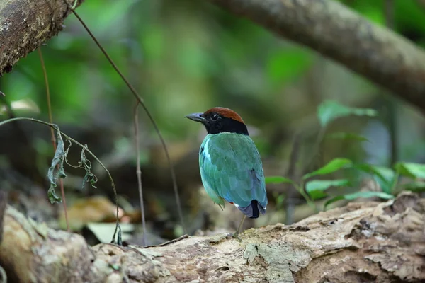 Z kapturem pitta (Pitta sordida) w Kaengkrachan National Park, Tajlandia — Zdjęcie stockowe