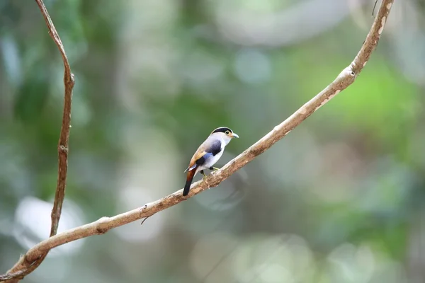 Broadbill de pecho plateado (Serilophus lunatus) en el Parque Nacional Kaengkrachan, Tailandia — Foto de Stock