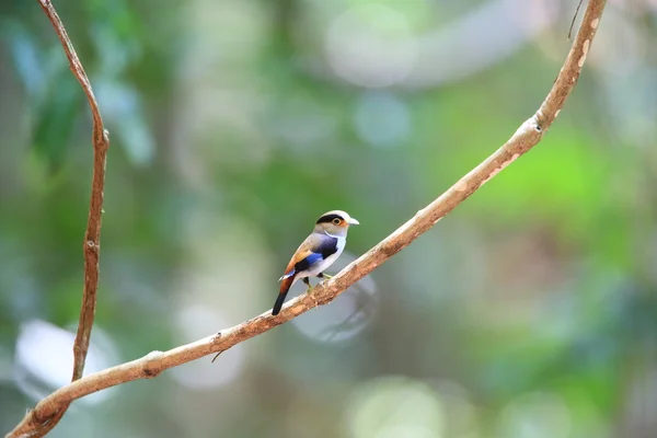 Broadbill dal petto d'argento (Serilophus lunatus) nel Kaengkrachan National Park, Thailandia — Foto Stock