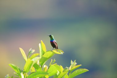 Ruanda mor bantlı Sunbird (Cinnyris bifasciata)