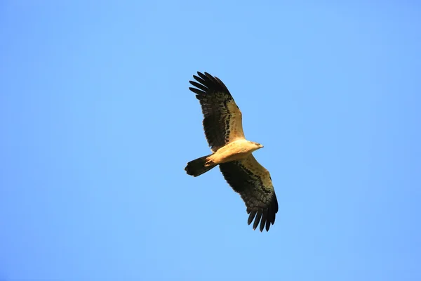 Ayres 's Hawk-Eagle (Hieraaetus ayresii) no Parque Nacional Nyungwe, Ruanda — Fotografia de Stock