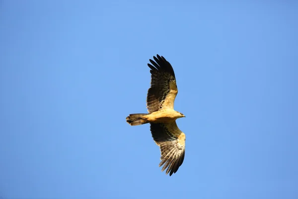 Ayres 's Hawk-Eagle (Hieraaetus ayresii) no Parque Nacional Nyungwe, Ruanda — Fotografia de Stock