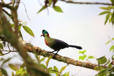 Ruwenzori turaco (Ruwenzorornis johnstoni) Nyungwe Milli Parkı, Ruanda