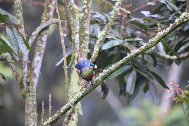 Ruwenzori turaco (Ruwenzorornis johnstoni) Nyungwe Milli Parkı, Ruanda