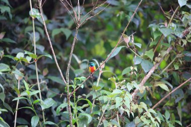 Kral güneş kuşu (Cinnyris regius), Nectariniidae familyasından bir kuş türü. Albertine Yarık Ormanları 'na özgüdür..