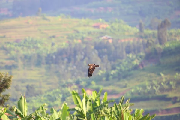 Ayres-Falkenadler (hieraetus ayresii) im Nyungwe-Nationalpark in Ruanda — Stockfoto