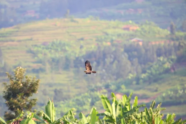 Ayres 's Hawk-Eagle (Hieraaetus ayresii) no Parque Nacional Nyungwe, Ruanda — Fotografia de Stock