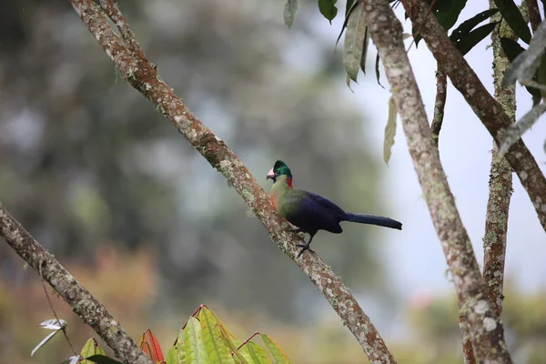 Ruwenzori turaco (Ruwenzornis johnstoni) dans le parc national Nyungwe, Rwanda — Photo