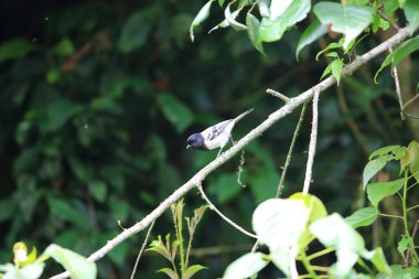 Stripe-breasted Tit (Parus fasciiventer) in Nyungwe National Park, Rwanda