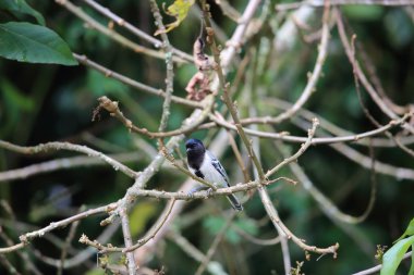 Stripe-breasted Tit (Parus fasciiventer) in Nyungwe National Park, Rwanda